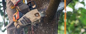 Professional Tree Services in Bremen, GA